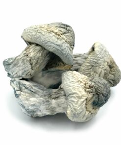 Albino Penis Envy Mushrooms