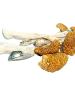 Martinique Mushrooms - Germany, Australia, UK, USA & Canada