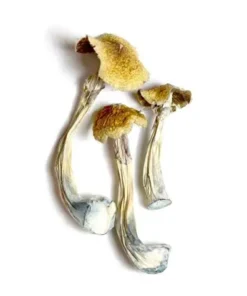 Ecuadorian Mushrooms - Germany, Australia, UK, USA & Canada