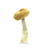 Buy Malabar Coast mushroom | psychedelic mushrooms buy online
