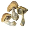 cambodian magic mushrooms - Australia, UK, USA, Germany, EU