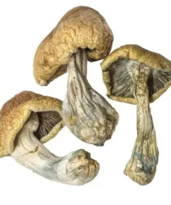 cambodian magic mushrooms - Australia, UK, USA, Germany, EU