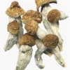 Burma mushrooms