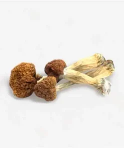vietnam magic mushrooms