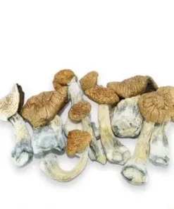 Mazatapec Mushrooms - Germany, Australia, UK, USA & Canada