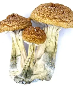 Jedi Mind Fuck Mushrooms - Germany, Australia, UK, USA, EU