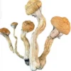 Golden Teacher Mushrooms - Germany, Australia, UK, USA, EU
