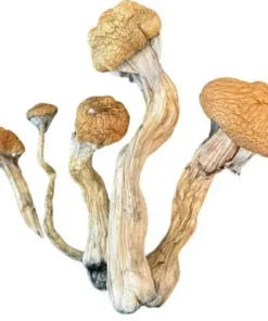 Golden Teacher Mushrooms - Germany, Australia, UK, USA, EU