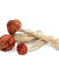 Amazonian magic mushroom