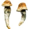 penis envy mushroom strain - Germany, Australia, UK, USA, EU