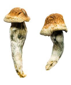 penis envy mushroom strain - Germany, Australia, UK, USA, EU