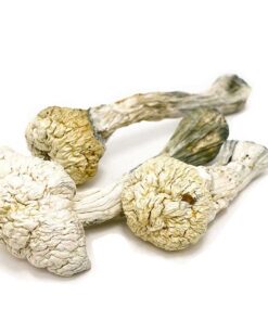 Albino Avery Mushrooms