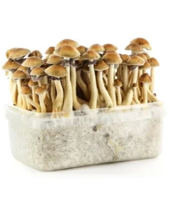 Panama Supa Grow Kit