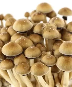 Mexican Supa Gro Kit