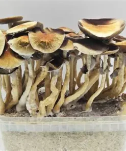 Golden Teacher Supa Grow Kit