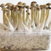 Buy Golden Teacher Mushrooms Grow Kit