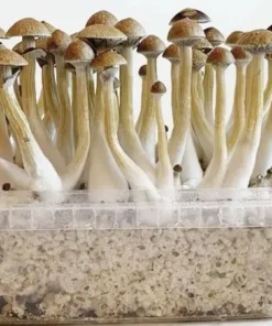 Buy Golden Teacher Mushrooms Grow Kit