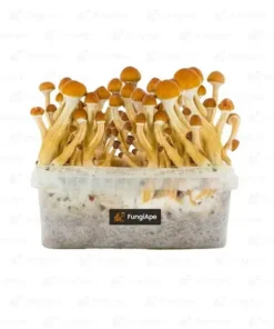Ecuador cubensis grow kit
