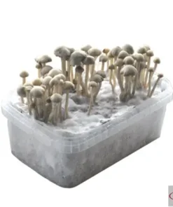Buy Copelandia Hawaiian grow kit