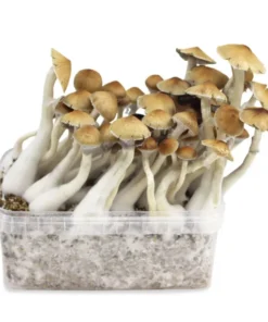 Supa Grow Kit Cambodian