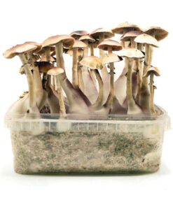 Brazil Supa Grow Kit