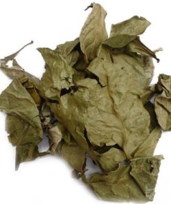 Chacruna Psychotria viridis for sale