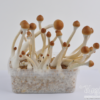 B+ Mushroom Grow Kit