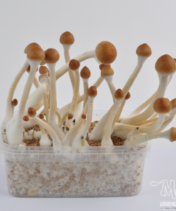 B+ Mushroom Grow Kit