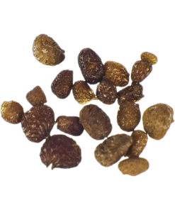 Mapacho | Nicotiana Rustica - Seeds of the Gods