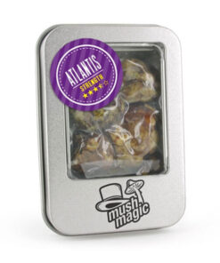 PSILOCYBE ATLANTIS