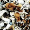 Buy Psychedelics Online
