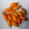Buy Iboga Seeds Online