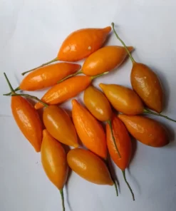 Buy Iboga Seeds Online
